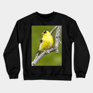 American Goldfinch2 Crewneck Sweatshirt